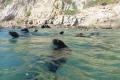Seehundschwimmen